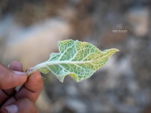بوصير دمشقي