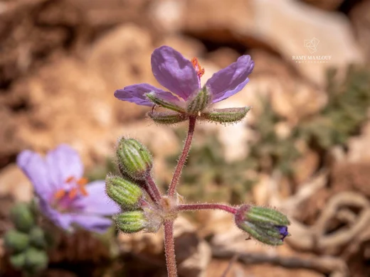 Erodium trichomanifolium
