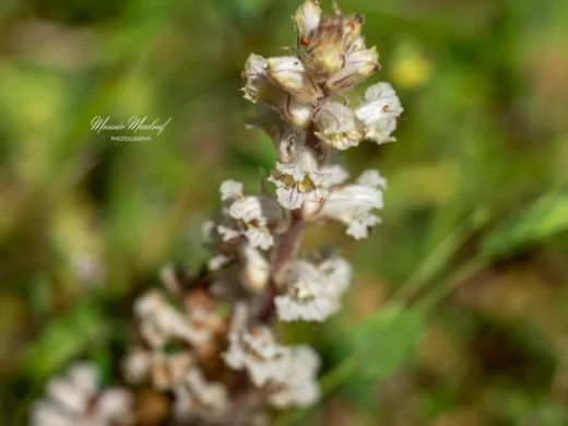 Orobanche crenata