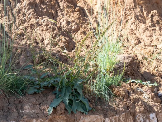 Rumex nepalensis