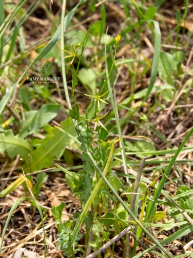 Rhagadiolus edulis