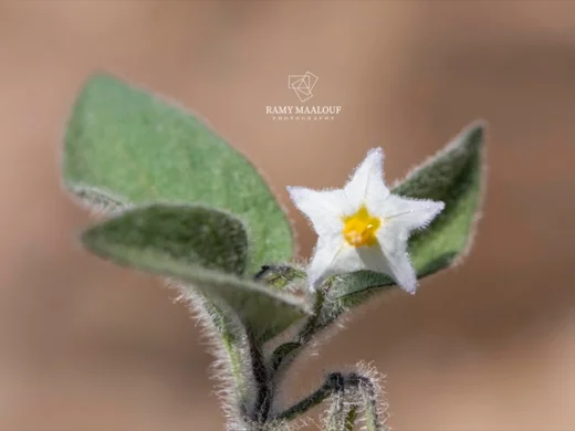 Solanum villosum
