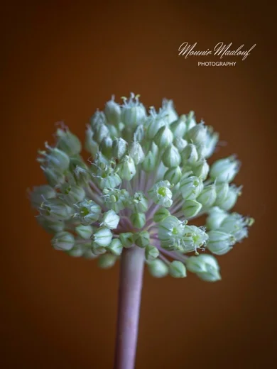Allium leucanthum