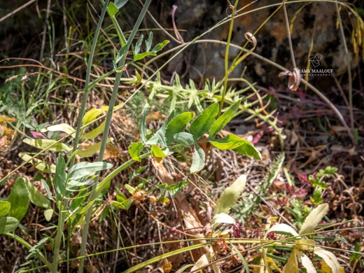 Heptaptera anisopetala