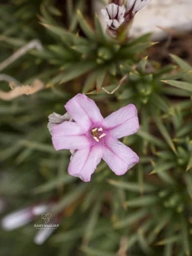 Acantholimon ulicinum
