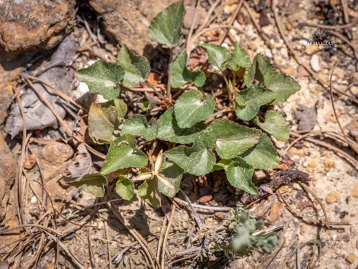 Viola sieheana