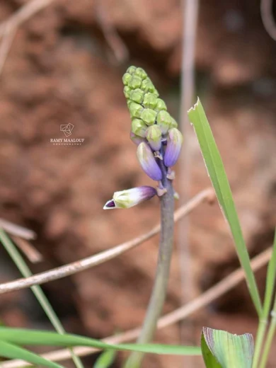 Bellevalia trifoliata