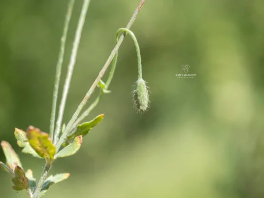 Papaver dubium