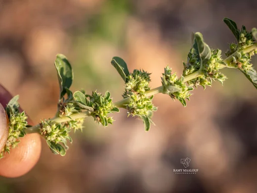 Amaranthus albus