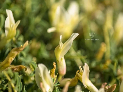 Astragalus angustifolius