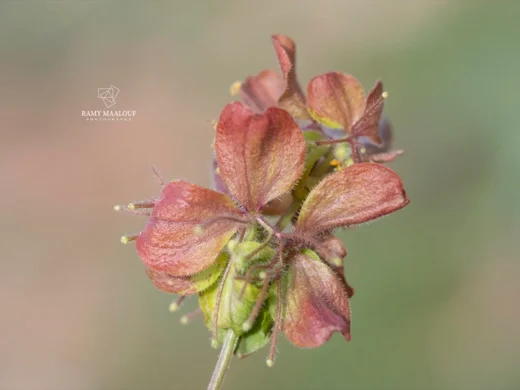 Cruciata taurica subsp. taurica