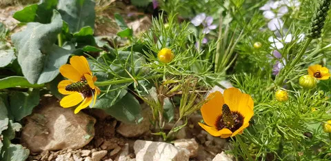 نسب المصنف - غير تجاري 4.0 دولي (CC BY-NC 4.0)- i naturalist.