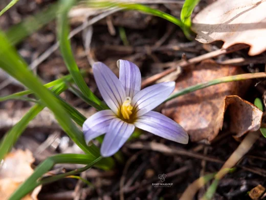 Romulea ramiflora