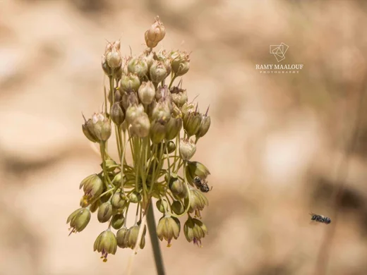 Allium pseudostamineum