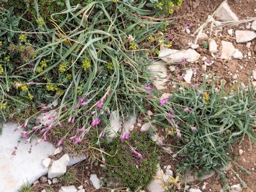 Silene pharnaceifolia