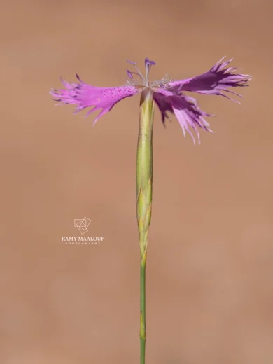 Dianthus orientalis subsp. nassireddinii