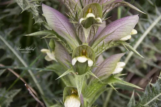 Acanthus syriacus