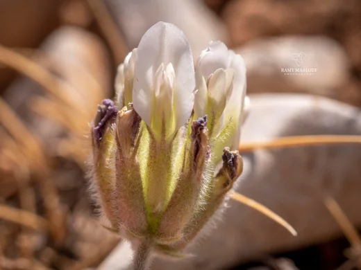 Astragalus lanatus