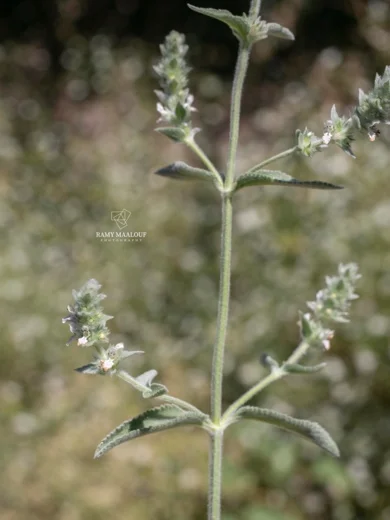 Stachys longispicata
