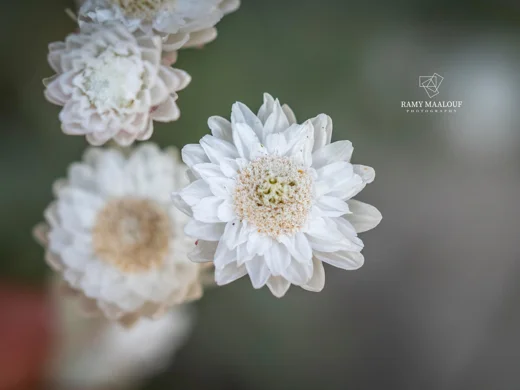 Helichrysum virgineum