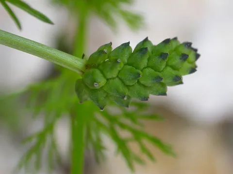 نسب المصنف - غير تجاري 4.0 دولي (CC BY-NC 4.0)- i naturalist.