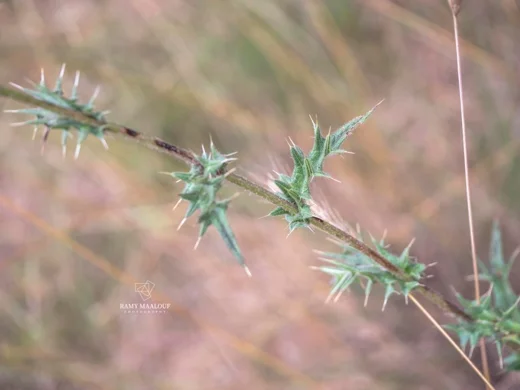 Cirsium phyllocephalum