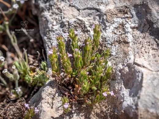 Micromeria cremnophila subsp. amana