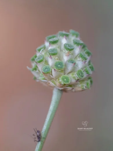 Cephalaria joppensis
