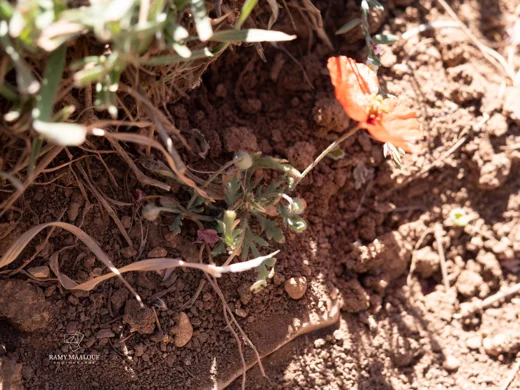 Papaver postii