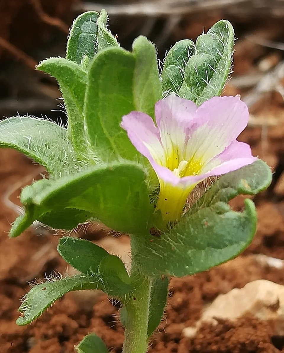 نسب المصنف - غير تجاري 4.0 دولي (CC BY-NC 4.0)- i naturalist.