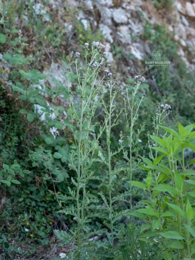 Cirsium creticum subsp. gaillardotii