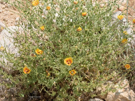 Glaucium leiocarpum