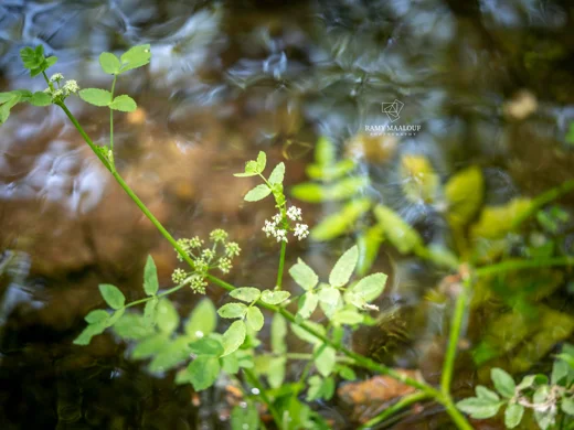 Helosciadium nodiflorum