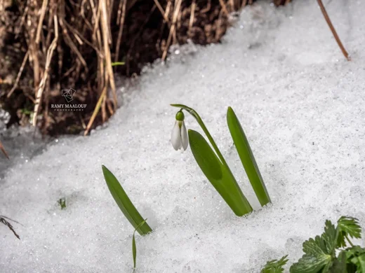 Galanthus fosteri