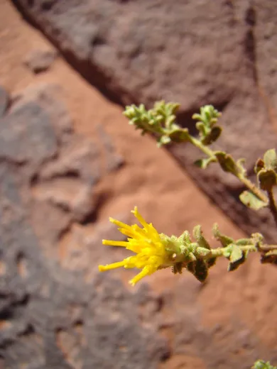 نسب المصنف - غير تجاري 4.0 دولي (CC BY-NC 4.0)- i naturalist.
