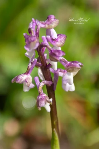 Anacamptis morio subsp. syriaca