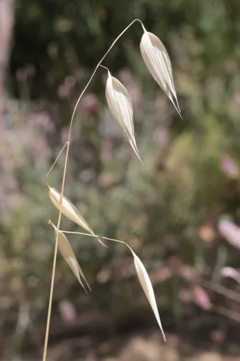 نسب المصنف - غير تجاري 4.0 دولي (CC BY-NC 4.0)- i naturalist.