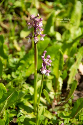 Anacamptis morio subsp. syriaca