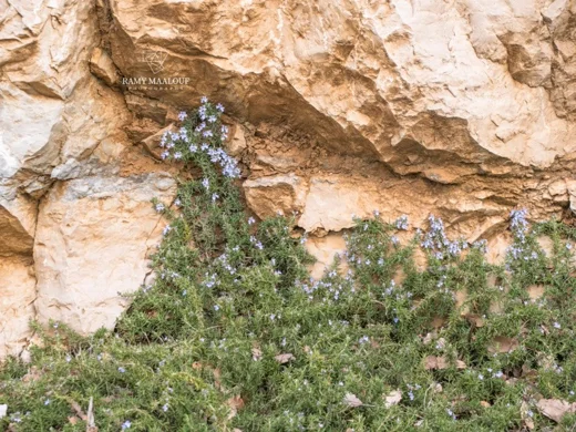 Salvia rosmarinus