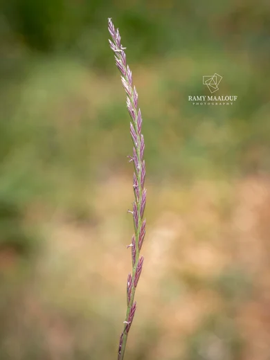 Lolium rigidum