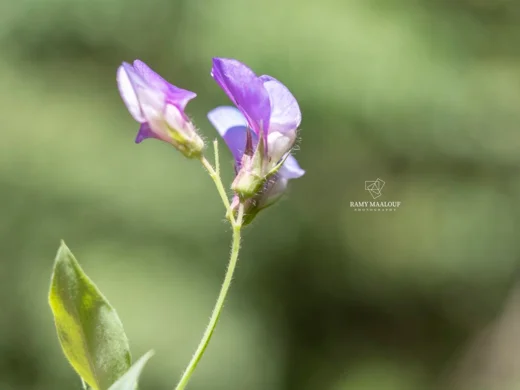Lathyrus laxiflorus subsp. laxiflorus