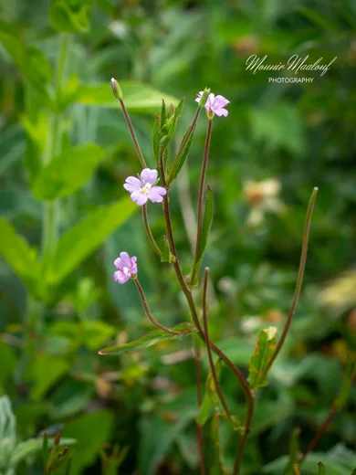 Epilobium tetragonum