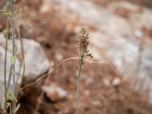 Allium sp. (Kornet Chehwan)