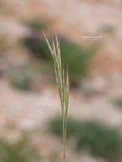 Bromus tomentellus