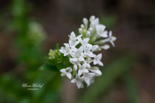 Asperula libanotica