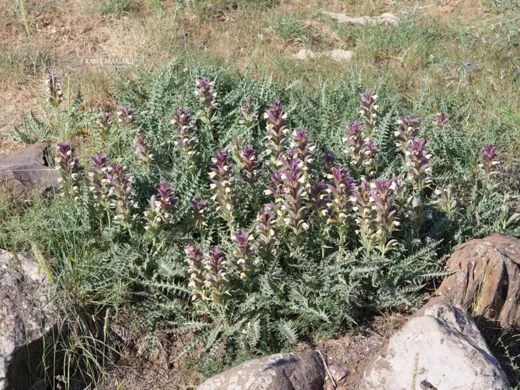 Acanthus syriacus