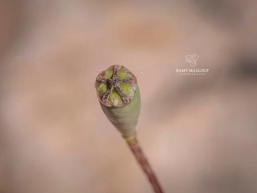 الخشخاش المنثور