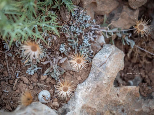 Phagnalon linifolium