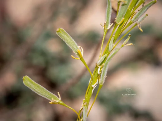 Isatis cappadocica subsp. macrocarpa