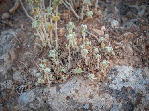 Pseudodictamnus damascenus